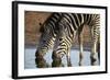 Two Common Zebra (Plains Zebra) (Burchell's Zebra) (Equus Burchelli) Drinking-James Hager-Framed Photographic Print