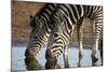 Two Common Zebra (Plains Zebra) (Burchell's Zebra) (Equus Burchelli) Drinking-James Hager-Mounted Photographic Print