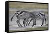 Two Common Zebra (Plains Zebra) (Burchell's Zebra) (Equus Burchelli) Sparring-James Hager-Framed Stretched Canvas