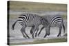 Two Common Zebra (Plains Zebra) (Burchell's Zebra) (Equus Burchelli) Sparring-James Hager-Stretched Canvas