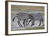 Two Common Zebra (Plains Zebra) (Burchell's Zebra) (Equus Burchelli) Sparring-James Hager-Framed Photographic Print