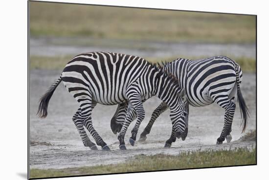 Two Common Zebra (Plains Zebra) (Burchell's Zebra) (Equus Burchelli) Sparring-James Hager-Mounted Photographic Print