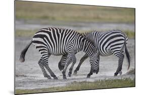 Two Common Zebra (Plains Zebra) (Burchell's Zebra) (Equus Burchelli) Sparring-James Hager-Mounted Photographic Print