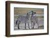 Two Common Zebra (Plains Zebra) (Burchell's Zebra) (Equus Burchelli) Sparring-James Hager-Framed Photographic Print