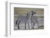 Two Common Zebra (Plains Zebra) (Burchell's Zebra) (Equus Burchelli) Sparring-James Hager-Framed Photographic Print