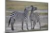 Two Common Zebra (Plains Zebra) (Burchell's Zebra) (Equus Burchelli) Sparring-James Hager-Mounted Photographic Print