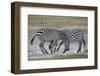 Two Common Zebra (Plains Zebra) (Burchell's Zebra) (Equus Burchelli) Sparring-James Hager-Framed Photographic Print