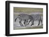 Two Common Zebra (Plains Zebra) (Burchell's Zebra) (Equus Burchelli) Sparring-James Hager-Framed Photographic Print