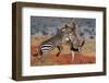 Two common zebras fighting. Voi, Tsavo Conservation Area, Kenya.-Sergio Pitamitz-Framed Photographic Print