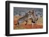 Two common zebras fighting. Voi, Tsavo Conservation Area, Kenya.-Sergio Pitamitz-Framed Photographic Print