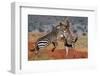 Two common zebras fighting. Voi, Tsavo Conservation Area, Kenya.-Sergio Pitamitz-Framed Photographic Print