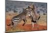 Two common zebras fighting. Voi, Tsavo Conservation Area, Kenya.-Sergio Pitamitz-Mounted Photographic Print