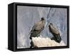 Two Condors at Cruz Del Condor, Colca Canyon, Peru, South America-Tony Waltham-Framed Stretched Canvas