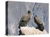 Two Condors at Cruz Del Condor, Colca Canyon, Peru, South America-Tony Waltham-Stretched Canvas