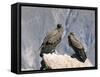 Two Condors at Cruz Del Condor, Colca Canyon, Peru, South America-Tony Waltham-Framed Stretched Canvas