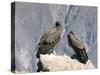 Two Condors at Cruz Del Condor, Colca Canyon, Peru, South America-Tony Waltham-Stretched Canvas