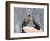 Two Condors at Cruz Del Condor, Colca Canyon, Peru, South America-Tony Waltham-Framed Photographic Print
