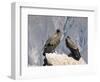 Two Condors at Cruz Del Condor, Colca Canyon, Peru, South America-Tony Waltham-Framed Photographic Print