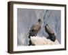 Two Condors at Cruz Del Condor, Colca Canyon, Peru, South America-Tony Waltham-Framed Photographic Print