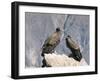 Two Condors at Cruz Del Condor, Colca Canyon, Peru, South America-Tony Waltham-Framed Photographic Print