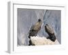 Two Condors at Cruz Del Condor, Colca Canyon, Peru, South America-Tony Waltham-Framed Photographic Print