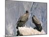 Two Condors at Cruz Del Condor, Colca Canyon, Peru, South America-Tony Waltham-Mounted Photographic Print