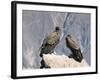 Two Condors at Cruz Del Condor, Colca Canyon, Peru, South America-Tony Waltham-Framed Photographic Print
