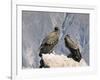 Two Condors at Cruz Del Condor, Colca Canyon, Peru, South America-Tony Waltham-Framed Photographic Print