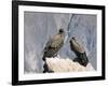 Two Condors at Cruz Del Condor, Colca Canyon, Peru, South America-Tony Waltham-Framed Photographic Print