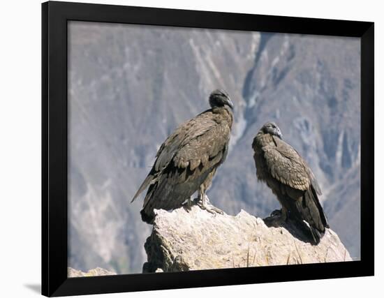 Two Condors at Cruz Del Condor, Colca Canyon, Peru, South America-Tony Waltham-Framed Photographic Print