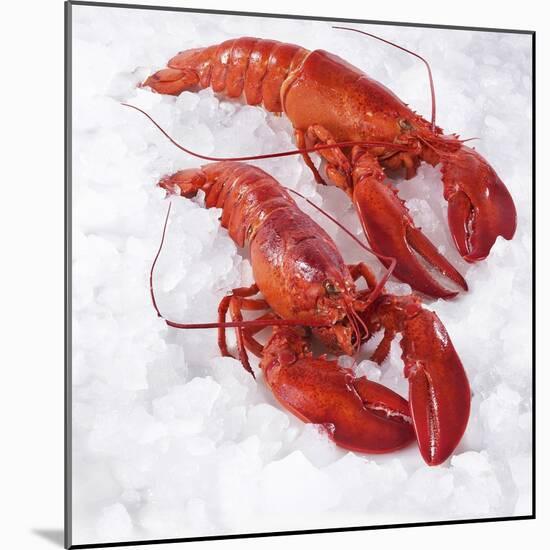 Two Cooked Lobsters on Ice-Jürgen Holz-Mounted Photographic Print