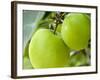 Two Cooking Apples on Tree, England-Paul Thompson-Framed Photographic Print