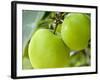 Two Cooking Apples on Tree, England-Paul Thompson-Framed Photographic Print