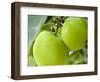 Two Cooking Apples on Tree, England-Paul Thompson-Framed Photographic Print