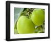 Two Cooking Apples on Tree, England-Paul Thompson-Framed Photographic Print