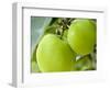 Two Cooking Apples on Tree, England-Paul Thompson-Framed Photographic Print