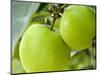 Two Cooking Apples on Tree, England-Paul Thompson-Mounted Photographic Print