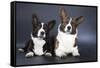 Two Corgi Cardigan-vivienstock-Framed Stretched Canvas