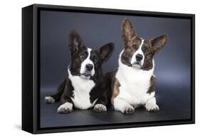 Two Corgi Cardigan-vivienstock-Framed Stretched Canvas