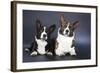 Two Corgi Cardigan-vivienstock-Framed Photographic Print