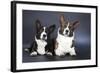 Two Corgi Cardigan-vivienstock-Framed Photographic Print