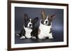 Two Corgi Cardigan-vivienstock-Framed Photographic Print