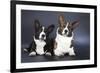 Two Corgi Cardigan-vivienstock-Framed Photographic Print