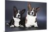 Two Corgi Cardigan-vivienstock-Mounted Photographic Print