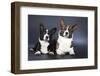 Two Corgi Cardigan-vivienstock-Framed Photographic Print