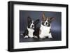 Two Corgi Cardigan-vivienstock-Framed Photographic Print