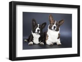 Two Corgi Cardigan-vivienstock-Framed Photographic Print