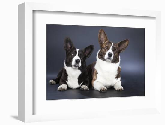 Two Corgi Cardigan-vivienstock-Framed Photographic Print