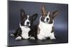 Two Corgi Cardigan-vivienstock-Mounted Photographic Print