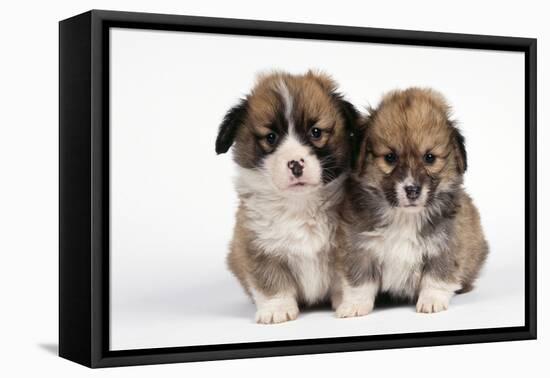 Two Corgi Puppies-null-Framed Stretched Canvas